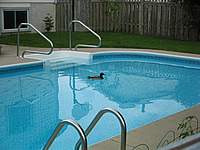 Duck in Pool